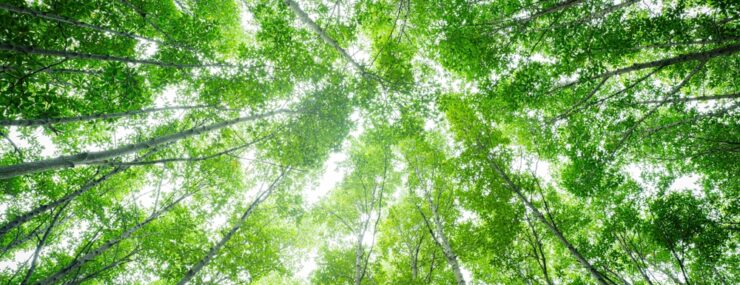 Vue d'arbres dans une forêt